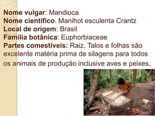 Nome vulgar: Mandioca
Nome científico. Manihot esculenta Crantz
Local de origem: Brasil
Família botânica: Euphorbiaceae
Partes comestíveis: Raiz. Talos e folhas são
excelente matéria prima de silagens para todos
os animais de produção inclusive aves e peixes.

 