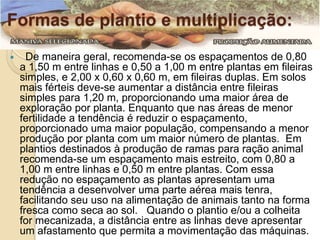 Formas de plantio e multiplicação:


De maneira geral, recomenda-se os espaçamentos de 0,80
a 1,50 m entre linhas e 0,50 a 1,00 m entre plantas em fileiras
simples, e 2,00 x 0,60 x 0,60 m, em fileiras duplas. Em solos
mais férteis deve-se aumentar a distância entre fileiras
simples para 1,20 m, proporcionando uma maior área de
exploração por planta. Enquanto que nas áreas de menor
fertilidade a tendência é reduzir o espaçamento,
proporcionado uma maior população, compensando a menor
produção por planta com um maior número de plantas. Em
plantios destinados à produção de ramas para ração animal
recomenda-se um espaçamento mais estreito, com 0,80 a
1,00 m entre linhas e 0,50 m entre plantas. Com essa
redução no espaçamento as plantas apresentam uma
tendência a desenvolver uma parte aérea mais tenra,
facilitando seu uso na alimentação de animais tanto na forma
fresca como seca ao sol. Quando o plantio e/ou a colheita
for mecanizada, a distância entre as linhas deve apresentar
um afastamento que permita a movimentação das máquinas.

 