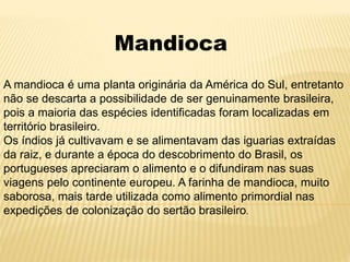 Mandioca
A mandioca é uma planta originária da América do Sul, entretanto
não se descarta a possibilidade de ser genuinamente brasileira,
pois a maioria das espécies identificadas foram localizadas em
território brasileiro.
Os índios já cultivavam e se alimentavam das iguarias extraídas
da raiz, e durante a época do descobrimento do Brasil, os
portugueses apreciaram o alimento e o difundiram nas suas
viagens pelo continente europeu. A farinha de mandioca, muito
saborosa, mais tarde utilizada como alimento primordial nas
expedições de colonização do sertão brasileiro.
 