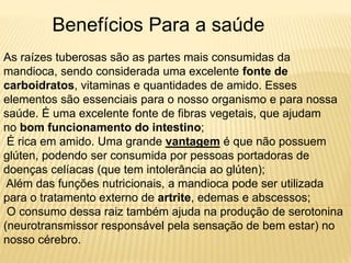 Benefícios Para a saúde
As raízes tuberosas são as partes mais consumidas da
mandioca, sendo considerada uma excelente fonte de
carboidratos, vitaminas e quantidades de amido. Esses
elementos são essenciais para o nosso organismo e para nossa
saúde. É uma excelente fonte de fibras vegetais, que ajudam
no bom funcionamento do intestino;
É rica em amido. Uma grande vantagem é que não possuem
glúten, podendo ser consumida por pessoas portadoras de
doenças celíacas (que tem intolerância ao glúten);
Além das funções nutricionais, a mandioca pode ser utilizada
para o tratamento externo de artrite, edemas e abscessos;
O consumo dessa raiz também ajuda na produção de serotonina
(neurotransmissor responsável pela sensação de bem estar) no
nosso cérebro.
 