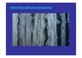COMO PRODUZIR UMA BOA MANIVA:
 