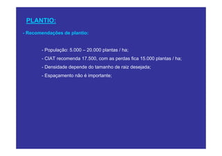 PLANTIO:
- Recomendações de plantio:


       - População: 5.000 – 20.000 plantas / ha;
       - CIAT recomenda 17.500, com as perdas fica 15.000 plantas / ha;
       - Densidade depende do tamanho de raiz desejada;
       - Espaçamento não é importante;
 