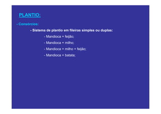 PLANTIO:
- Consórcios:
        - Sistema de plantio em fileiras simples ou duplas:
                - Mandioca + feijão;
                - Mandioca + milho;
                - Mandioca + milho + feijão;
                - Mandioca + batata;
 