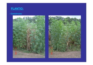 PLANTIO:
- Consórcios:
 