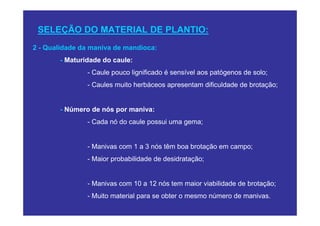 SELEÇÃO DO MATERIAL DE PLANTIO:
2 - Qualidade da maniva de mandioca:
       - Maturidade do caule:
               - Caule pouco lignificado é sensível aos patógenos de solo;
               - Caules muito herbáceos apresentam dificuldade de brotação;


       - Número de nós por maniva:
               - Cada nó do caule possui uma gema;


               - Manivas com 1 a 3 nós têm boa brotação em campo;
               - Maior probabilidade de desidratação;


               - Manivas com 10 a 12 nós tem maior viabilidade de brotação;
               - Muito material para se obter o mesmo número de manivas.
 