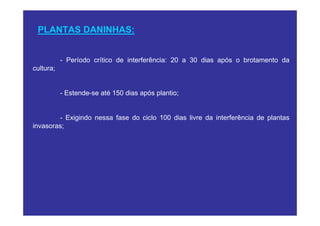 PLANTAS DANINHAS:


           - Período crítico de interferência: 20 a 30 dias após o brotamento da
cultura;


           - Estende-se até 150 dias após plantio;


        - Exigindo nessa fase do ciclo 100 dias livre da interferência de plantas
invasoras;
 