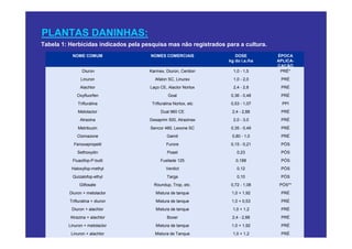 PLANTAS DANINHAS:
Tabela 1: Herbicidas indicados pela pesquisa mas não registrados para a cultura.
           NOME COMUM                 NOMES COMERCIAIS               DOSE          ÉPOCA
                                                                  kg do i.a./ha    APLICA-
                                                                                   CAÇÃO
                 Diuron               Karmex, Diuron, Cention       1,0 - 1,5       PRÉ*
                Linuron                 Afalon SC, Linurex          1,0 - 2,0       PRÉ
                Alachlor              Laço CE, Alaclor Nortox       2,4 - 2,8       PRÉ
              Oxyfluorfen                       Goal               0,36 - 0,48      PRÉ
              Trifluralina             Trifluralina Nortox, etc    0,53 - 1,07       PPI
              Metolaclor                    Dual 960 CE            2,4 - 2,88       PRÉ
                Atrazina              Gesaprim 500, Atrazinax       2,0 - 3,0       PRÉ
              Metribuzin              Sencor 480, Lexone SC        0,35 - 0,49      PRÉ
              Clomazone                        Gamit               0,80 - 1,0       PRÉ
            Fenoxapropetil                     Furore              0,15 - 0,21      PÓS
              Sethoxydin                       Poast                  0,23          PÓS
           Fluazifop-P-butil               Fusilade 125              0,188          PÓS
           Haloxyfop-methyl                    Verdict                0,12          PÓS
           Quizalofop-ethyl                    Targa                  0,10          PÓS
               Glifosate                Roundup, Trop, etc.        0,72 - 1,08      PÓS**
          Diuron + metolaclor            Mistura de tanque         1,0 + 1,92       PRÉ
          Trifluralina + diuron          Mistura de tanque         1,0 + 0,53       PRÉ
           Diuron + alachlor             Mistura de tanque          1,0 + 1,2       PRÉ
          Atrazina + alachlor                  Boxer               2,4 - 2,88       PRÉ
         Linuron + metolaclor            Mistura de tanque         1,0 + 1,92       PRÉ
          Linuron + alachlor            Mistura de Tanque           1,0 + 1,2       PRÉ
 