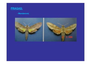 PRAGAS:
   - Mandarová;
 
