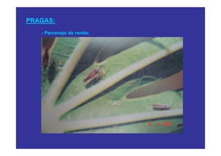 PRAGAS:
   - Percevejo de renda;
 