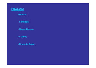 PRAGAS:
   - Ácaros;


   - Formigas;


   - Mosca Branca;


   - Cupins;


   - Broca do Caule;
 