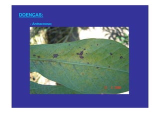 DOENÇAS:
   - Antracnose;
 