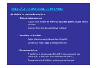 SELEÇÃO DO MATERIAL DE PLANTIO:
- Qualidade da maniva de mandioca:
       - Grossura das manivas:
               - Caules que brotam de manivas delgadas geram poucas raízes
                 grossas;
               - Manivas finas tem pouca reserva nutritiva;


       - Variedade ou Cultivar:
               - Existe diferença varietal quanto a brotação;
               - Diferença é maior após o armazenamento;


       - Danos mecânicos:
               - A epiderme e as gemas podem sofrer danos durante sua
                 preparação, transporte, armazenamento e plantio;
               - Danos na maniva facilitam o ataque de patógenos.
 