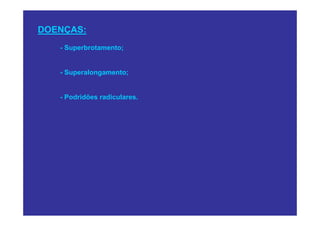 DOENÇAS:
   - Superbrotamento;


   - Superalongamento;


   - Podridões radiculares.
 