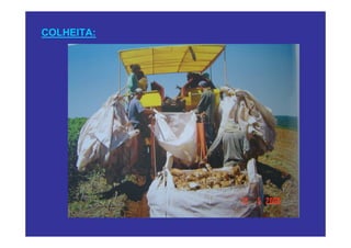 COLHEITA:
 