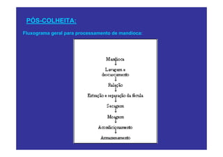 PÓS-COLHEITA:
Fluxograma geral para processamento de mandioca:
 