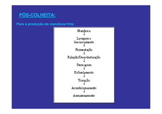 PÓS-COLHEITA:
Para a produção de mandioca frita:
 