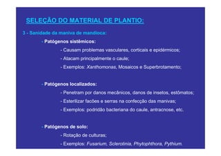 SELEÇÃO DO MATERIAL DE PLANTIO:
3 - Sanidade da maniva de mandioca:
       - Patógenos sistêmicos:
               - Causam problemas vasculares, corticais e epidérmicos;
               - Atacam principalmente o caule;
               - Exemplos: Xanthomonas, Mosaicos e Superbrotamento;


       - Patógenos localizados:
               - Penetram por danos mecânicos, danos de insetos, estômatos;
               - Esterilizar facões e serras na confecção das manivas;
               - Exemplos: podridão bacteriana do caule, antracnose, etc.


       - Patógenos de solo:
               - Rotação de culturas;
               - Exemplos: Fusarium, Sclerotinia, Phytophthora, Pythium.
 