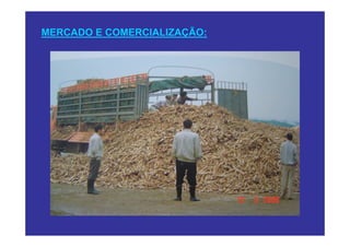 MERCADO E COMERCIALIZAÇÃO:
 