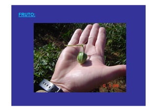 FRUTO:
 