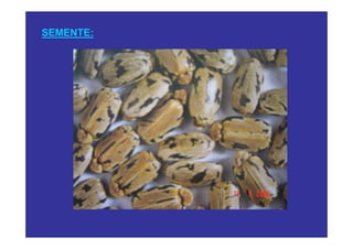 SEMENTE:
 