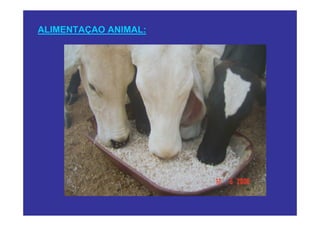 ALIMENTAÇAO ANIMAL:
 