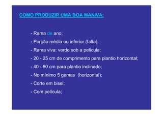 COMO PRODUZIR UMA BOA MANIVA:


   - Rama de ano;
   - Porção média ou inferior (falta);
   - Rama viva: verde sob a película;
   - 20 - 25 cm de comprimento para plantio horizontal;
   - 40 - 60 cm para plantio inclinado;
   - No mínimo 5 gemas (horizontal);
   - Corte em bisel;
   - Com película;
 
