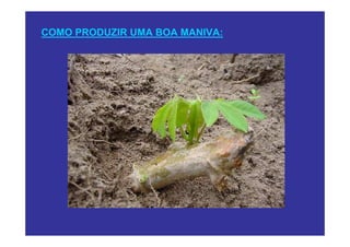 COMO PRODUZIR UMA BOA MANIVA:
 