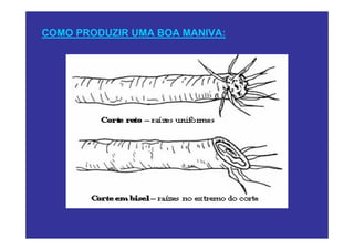 COMO PRODUZIR UMA BOA MANIVA:
 