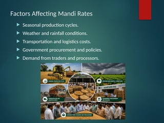 Factors Affecting Mandi Rates
 Seasonal production cycles.
 Weather and rainfall conditions.
 Transportation and logistics costs.
 Government procurement and policies.
 Demand from traders and processors.
 