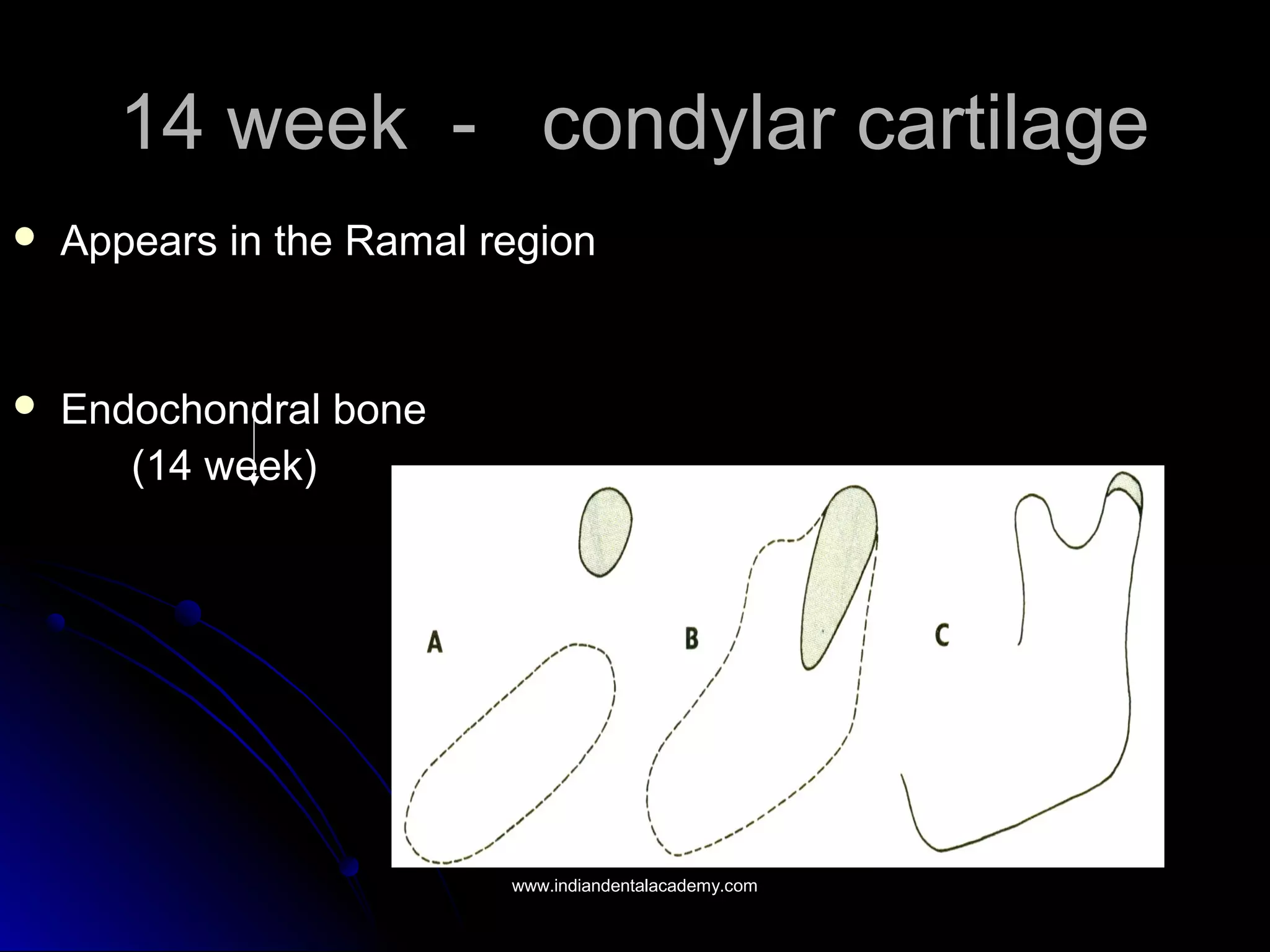 14 week - condylar cartilage14 week - condylar cartilage
 Appears in the Ramal regionAppears in the Ramal region
 Endochondral boneEndochondral bone
(14 week)(14 week)
www.indiandentalacademy.comwww.indiandentalacademy.com
 