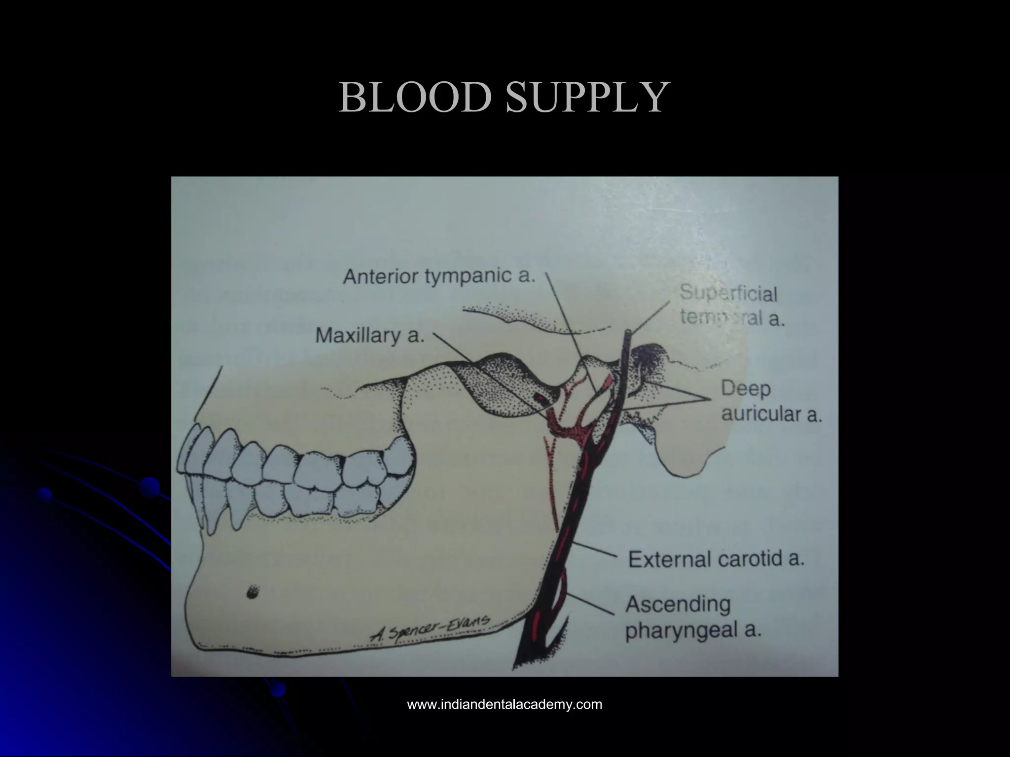 BLOOD SUPPLYBLOOD SUPPLY
www.indiandentalacademy.comwww.indiandentalacademy.com
 