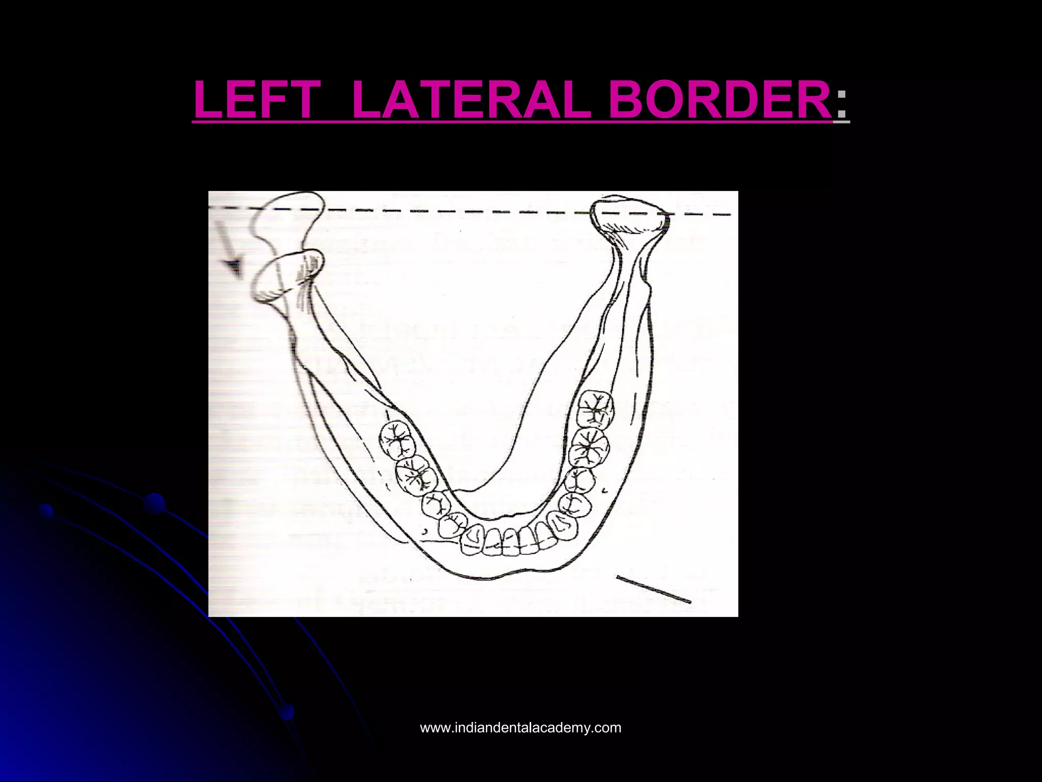LEFT LATERAL BORDERLEFT LATERAL BORDER::
www.indiandentalacademy.comwww.indiandentalacademy.com
 