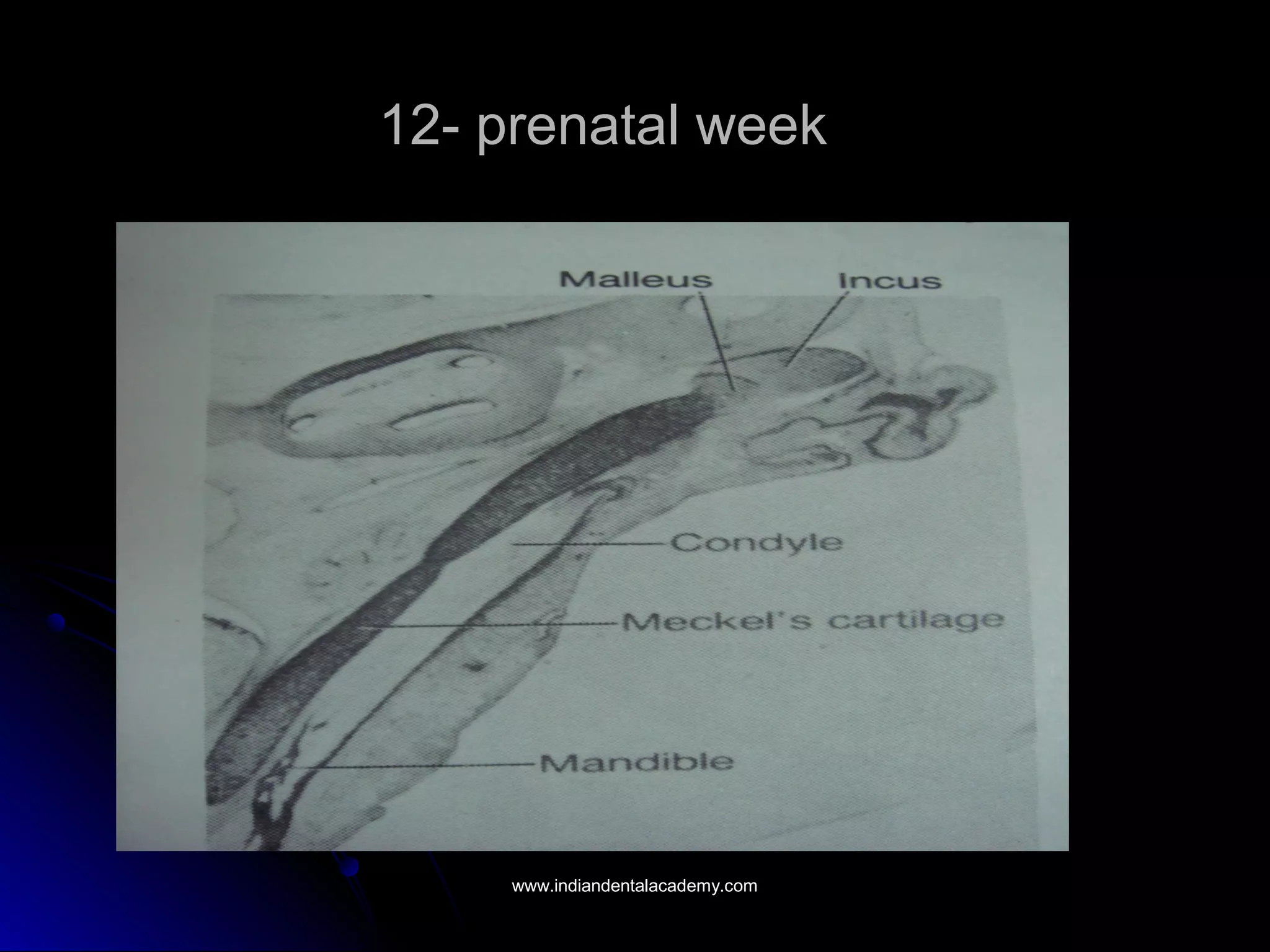 12- prenatal week12- prenatal week
www.indiandentalacademy.comwww.indiandentalacademy.com
 