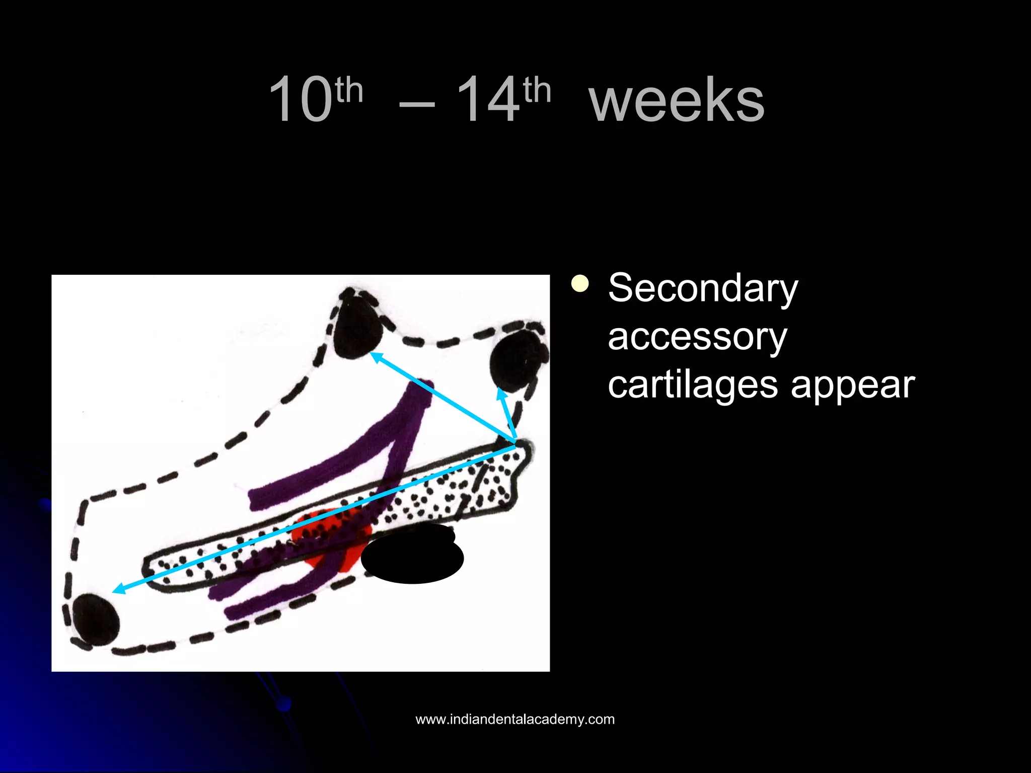 1010thth
– 14– 14thth
weeksweeks
 SecondarySecondary
accessoryaccessory
cartilages appearcartilages appear
www.indiandentalacademy.comwww.indiandentalacademy.com
 