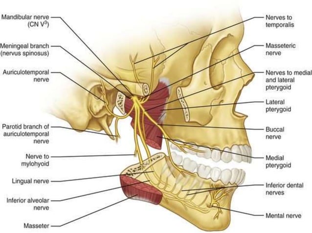 Mandibular nerve blocks techniques | PPTX | Ear, Nose and Throat ...