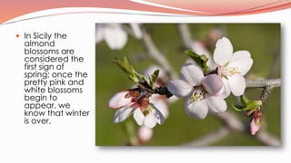  In Sicily the
almond
blossoms are
considered the
first sign of
spring; once the
pretty pink and
white blossoms
begin to
...