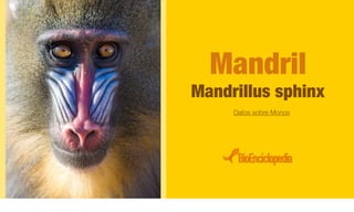 Mandril
Mandrillus sphinx
Datos sobre Monos
 