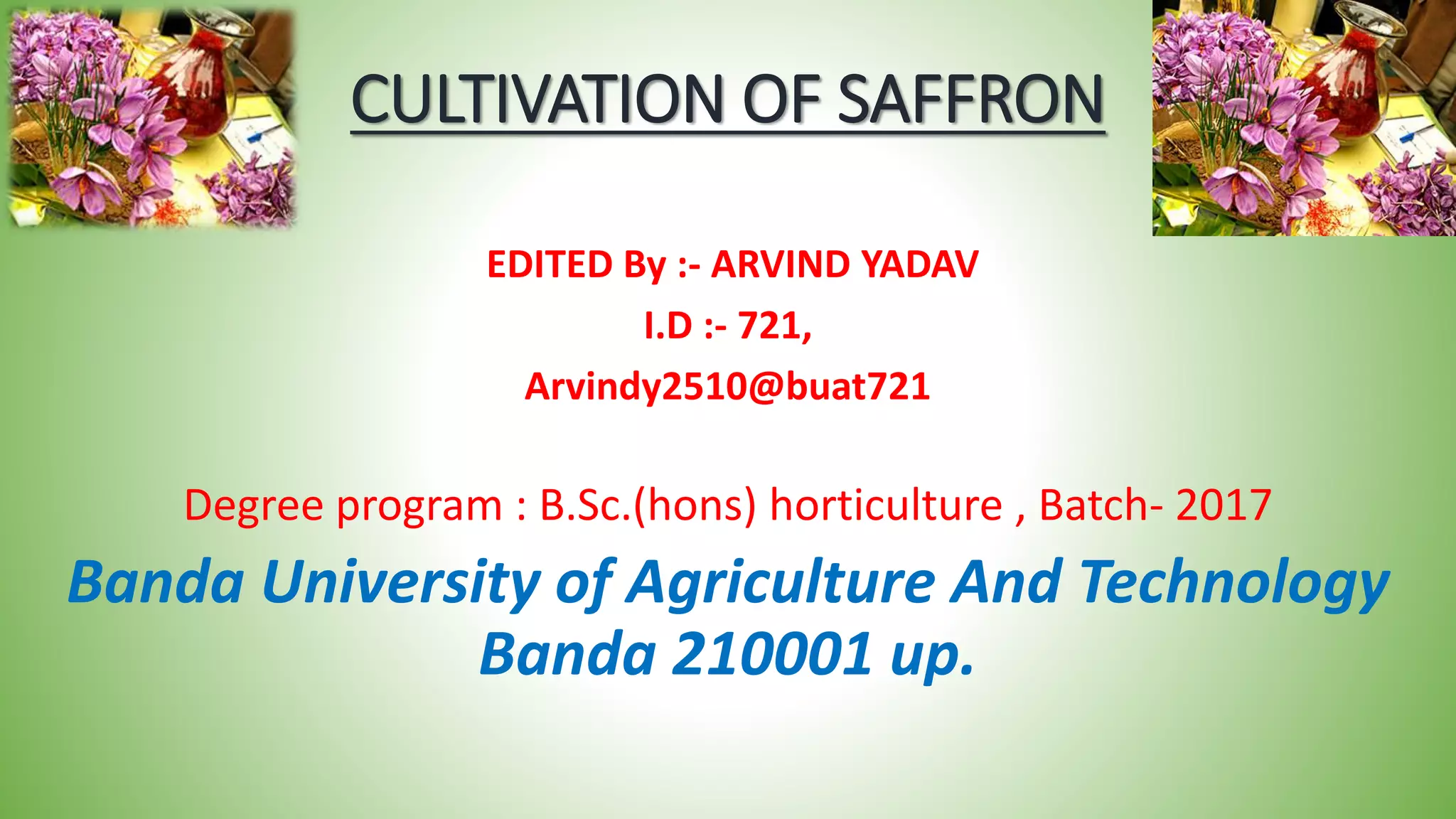 saffon, cultivation of saffron , production technology of saffron PPT