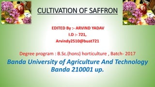 CULTIVATION OF SAFFRON
EDITED By :- ARVIND YADAV
I.D :- 721,
Arvindy2510@buat721
Degree program : B.Sc.(hons) horticulture , Batch- 2017
Banda University of Agriculture And Technology
Banda 210001 up.
 