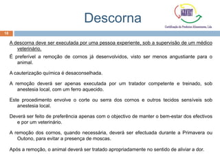 Descorna
A descorna deve ser executada por uma pessoa experiente, sob a supervisão de um médico
veterinário.
É preferível a remoção de cornos já desenvolvidos, visto ser menos angustiante para o
animal.
A cauterização química é desaconselhada.
A remoção deverá ser apenas executada por um tratador competente e treinado, sob
anestesia local, com um ferro aquecido.
Este procedimento envolve o corte ou serra dos cornos e outros tecidos sensíveis sob
anestesia local.
Deverá ser feito de preferência apenas com o objectivo de manter o bem-estar dos efectivos
e por um veterinário.
A remoção dos cornos, quando necessária, deverá ser efectuada durante a Primavera ou
Outono, para evitar a presença de moscas.
Após a remoção, o animal deverá ser tratado apropriadamente no sentido de aliviar a dor.
18
 