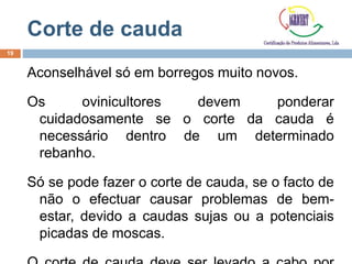 Corte de cauda
Aconselhável só em borregos muito novos.
Os ovinicultores devem ponderar
cuidadosamente se o corte da cauda é
necessário dentro de um determinado
rebanho.
Só se pode fazer o corte de cauda, se o facto de
não o efectuar causar problemas de bem-
estar, devido a caudas sujas ou a potenciais
picadas de moscas.
19
 