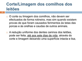 Corte/Limagem dos comilhos dos
leitões
21
 O corte ou limagem dos comilhos, não devem ser
efectuados de forma rotineira, mas sim quando existem
provas de que foram causados ferimentos às tetas das
porcas e às orelhas e caudas de outros animais.
 A redução uniforme dos dentes caninos dos leitões,
pode ser feita, até aos sete dias de vida, através do
corte e limagem deixando uma superfície intacta e lisa.
 