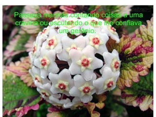 Passava manhãs contando coisas a uma
cravina ou escutando o que lhe confiava
um gerânio.

 