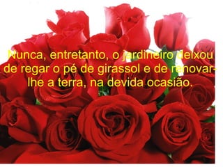 Nunca, entretanto, o jardineiro deixou
de regar o pé de girassol e de renovarlhe a terra, na devida ocasião.

 