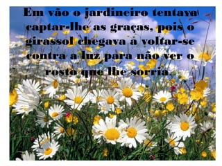 Em vão o jardineiro tentava
captar-lhe as graças, pois o
girassol chegava a voltar-se
contra a luz para não ver o
rosto que lhe sorria.

 