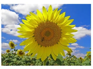 O girassol não ia muito com sua
cara;ou porque não fosse um
homem bonito, ou porque os
girassóis são orgulhosos de
natureza.
 