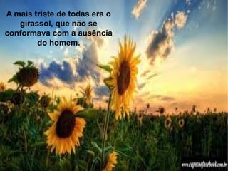 A mais triste de todas era o
girassol, que não se
conformava com a ausência
do homem.
 