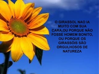 O GIRASSOL NAO IA
MUITO COM SUA
CARA,OU PORQUE NÃO
FOSSE HOMEM BONITO,
OU PORQUE OS
GIRASSÓIS SÃO
ORGULHOSOS DE
NATUREZA
 