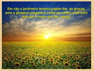 Em vão o jardineiro tentava captar-lhe as graças,Em vão o jardineiro tentava captar-lhe as graças,
pois o girassol chegava a voltar-se contra a luz parapois o girassol chegava a voltar-se contra a luz para
não ver o rosto que lhe sorria.não ver o rosto que lhe sorria.
 
