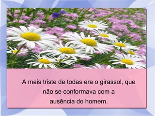 A mais triste de todas era o girassol, que
não se conformava com a
ausência do homem.

 